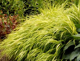 All Gold Japanese Forest Grass, Hakonechloa Macra
Proven Winners
Sycamore, IL