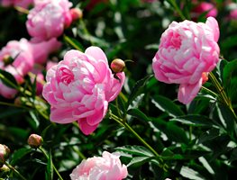 Pink Peony, Paeonia Lactiflora
123RF
Chicago, IL