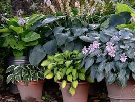 Garden Design
Calimesa, CA