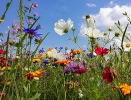 Garden Design
Calimesa, CA
