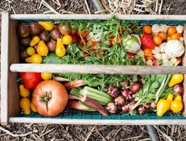 Homegrown Veggies
Garden Design
Calimesa, CA