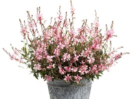Gaura Pink Picotee
Proven Winners
Sycamore, IL