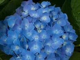 Let's Dance Blue Jangles Hydrangea, Bigleaf Hydrangea, Hydrangea Arborescens, Blue Flower
Proven Winners
Sycamore, IL