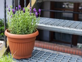 Lavender In Pot, Growing Lavender
Shutterstock.com
New York, NY