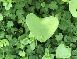 Miner's Lettuce, Claytonia Perfoliate
Garden Design
Calimesa, CA