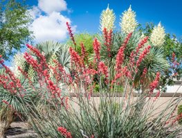 Aloe And Yucca Desert Landscape, Desert Landscaping
Shutterstock.com
New York, NY