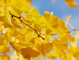 Ginkgo Biloba Leaves, Yellow Leaves
Shutterstock.com
New York, NY