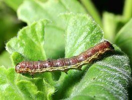 Budworm, Geranium Leaf
Garden Design
Calimesa, CA