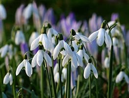 Galanthus, Snowdrop, White Flower
Pixabay