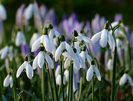 Galanthus, Snowdrop, White Flower
Pixabay

