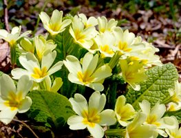 English Primrose, Yellow Primrose Flowers
Shutterstock.com
New York, NY