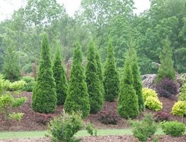 North Pole Arborvitae, North Pole Thuja, Thuja Occidentalis
Proven Winners
Sycamore, IL