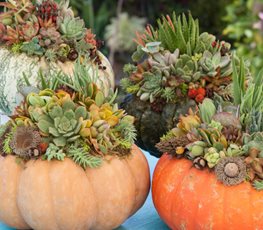 Succulent Pumpkin, Succulents, Pumpkins
Garden Design
Calimesa, CA