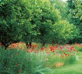 Fruit trees - Photo by: Dency Kane.