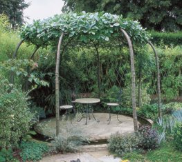 Whitebeam mountain ash - Photo by: Andrew Lawson.