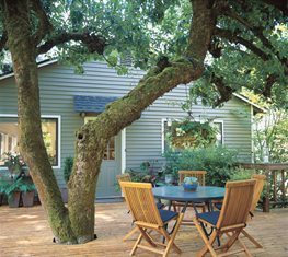 Old apple tree - Photo by: Andrew Drake.