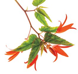 Bonfire Begonia - Photo by: Rob Cardillo.