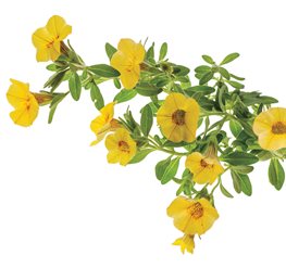 Superbells Saffron Calibrachoa - Photo by: Rob Cardillo.