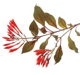 Gartenmeister Bonstedt Fuchsia - Photo by: Rob Cardillo.