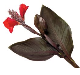 Tropical Bronze Scarlet Canna - Photo by: Rob Cardillo.