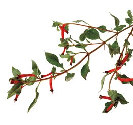 Cigar Plant - Photo by: Rob Cardillo.