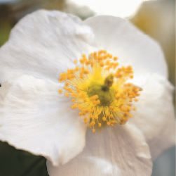 CARPENTERIA CALIFORNICA
