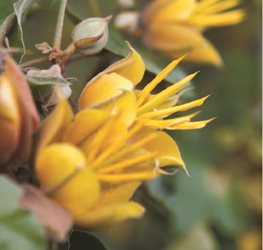 ‘GRIFF’S WONDER’