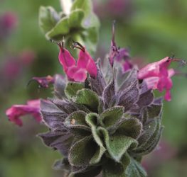 HUMMINGBIRD SAGE