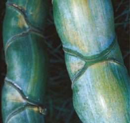 Phyllostachys edulis ‘Heterocycla’