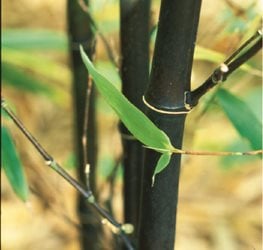 Phyllostachys nigra