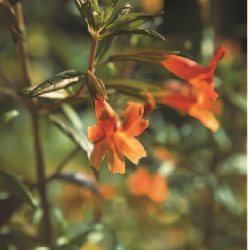 SHRUBBY MONKEY FLOWER