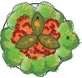 Summer Plant Combination, Planting Diagram
Garden Design
Calimesa, CA