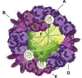 Summer Planting Plan, Plant Diagram
Garden Design
Calimesa, CA