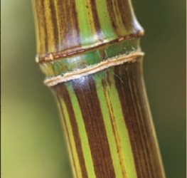 Phyllostachys violascens