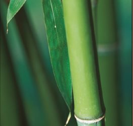 Phyllostachys bissetii