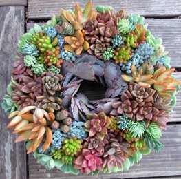 Succulent Wreath, Succulents
Garden Design
Calimesa, CA