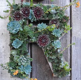 Succulents, Succulent Letter, R
Garden Design
Calimesa, CA