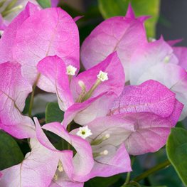 Bougainvillea, Imperial Delight, Pink And White Flower
"Dream Team's" Portland Garden
Alamy Stock Photo
Brooklyn, NY