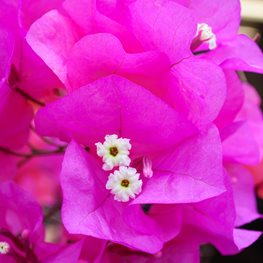 Bougainvillea James Walker
"Dream Team's" Portland Garden
Alamy Stock Photo
Brooklyn, NY