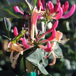Dwarf Honeysuckle, Sweet Tea
"Dream Team's" Portland Garden
Millette Photomedia