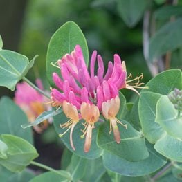 Orange Honeysuckle, Mandarin
"Dream Team's" Portland Garden
Shutterstock.com
New York, NY