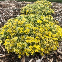 Boogie Woogie Sedum, Yellow Flowering Sedum, Ground Cover Sedum
Proven Winners
Sycamore, IL