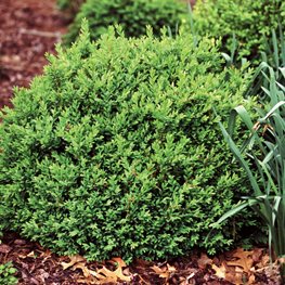 North Star Boxwood