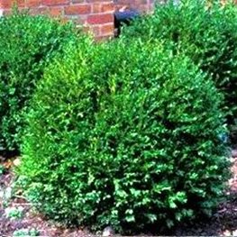 Green Gem boxwood