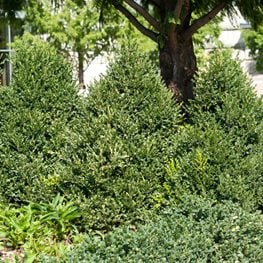 Green Mountain Boxwood