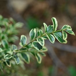 Variegata boxwood