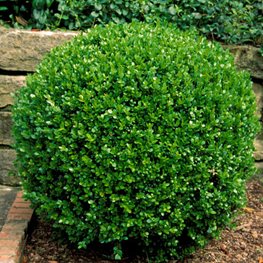 Wintergreen Korean littleleaf boxwood