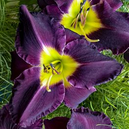 Hemerocallis, Bela Lugosi Daylily
Walters Gardens