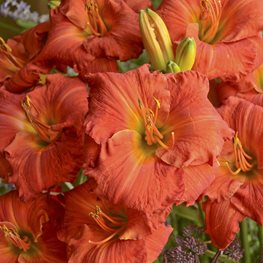 Hemerocallis, Desert Flame Daylily
Walters Gardens