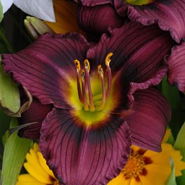 Hemerocallis, Little Grapette Daylily, Purple Flower
Walters Gardens